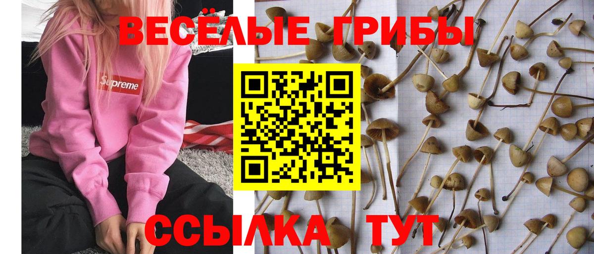 цены   Псилоцибиновые грибы мицелий  Вход с VPN  Люберцы 